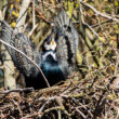 Grand Cormoran sur son nid